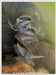 THREE ...piling up...

Freshwater snails by Claudia Weber-Gebert 